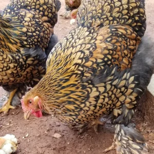 GOLD LACED STANDARD COCHIN CHICKS