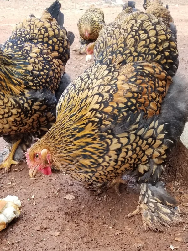 GOLD LACED STANDARD COCHIN CHICKS