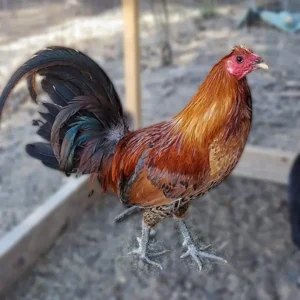 Ginger Red Standard Old English Chickens