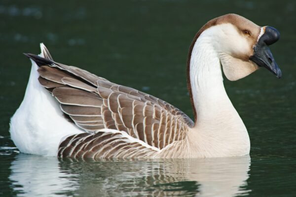 Buy African Geese