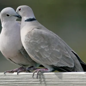 Assorted Juvenile Doves For Sale