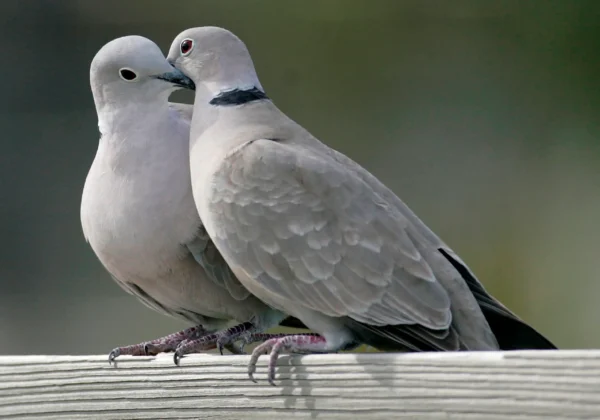 Assorted Juvenile Doves For Sale