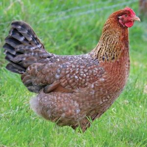 Buy Bielefelder Chickens For Sale