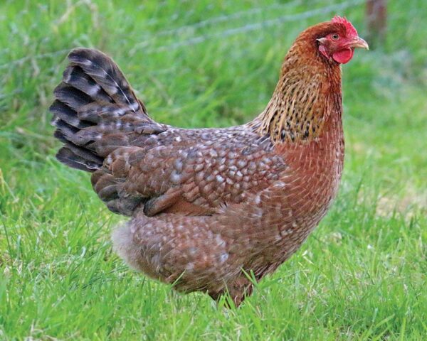 Buy Bielefelder Chickens For Sale