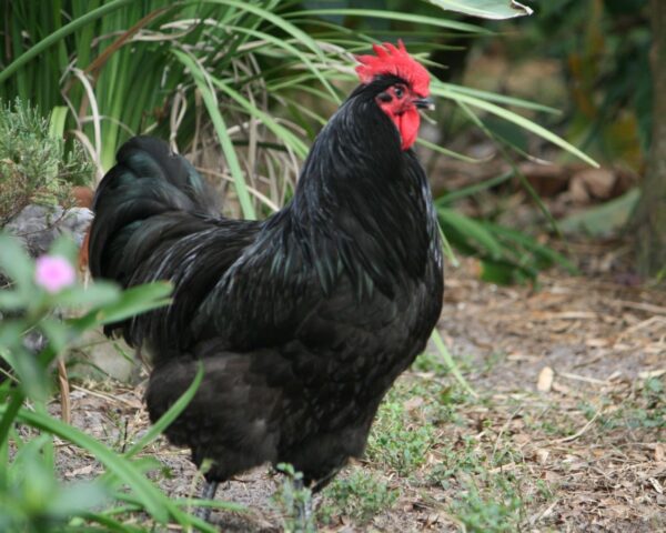 Black Australorp chickens For Sale