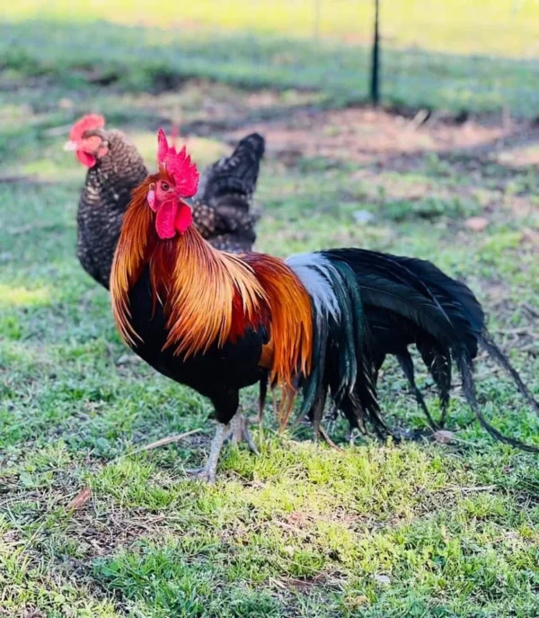 BLACK BREASTED BROWN RED STANDARD OLD ENGLISH CHICKS