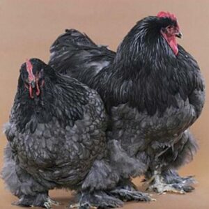 Buy Black Cochin For Sale