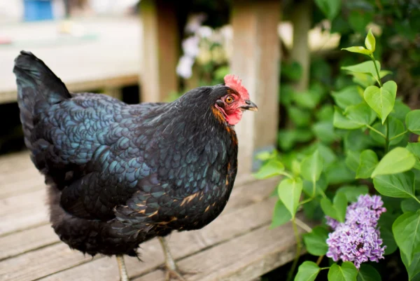 Jersey Black Giant Chickens for Sale