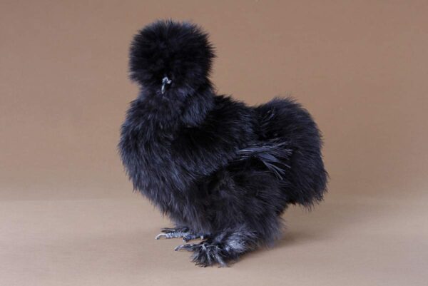 Black Silkie Bantam For Sale