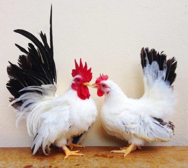 Black Tailed White Japanese Bantam For Sale