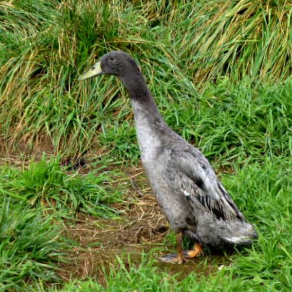 Buy Blue Runner Duck For Sale