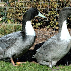 Blue Swedish Ducks For Sale