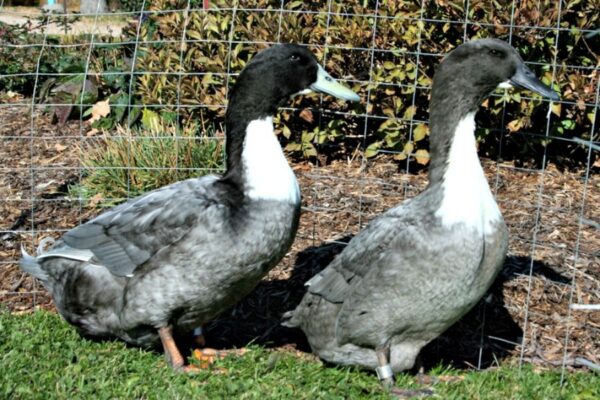 Blue Swedish Ducks For Sale