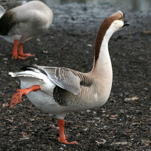 Buy Brown Chinese Geese For Sale