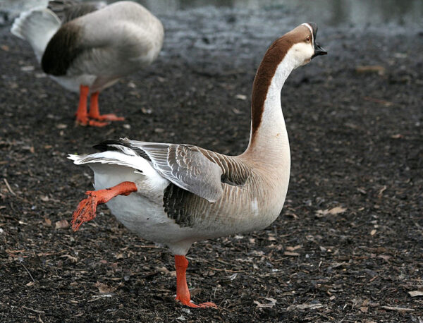 Buy Brown Chinese Geese For Sale