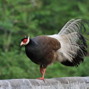 Brown Eared Pheasants For Sale