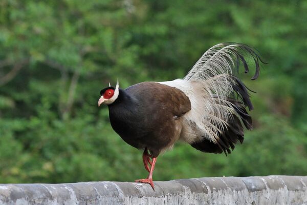 Brown Eared Pheasants For Sale