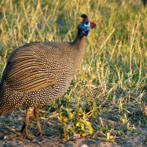 Brown Guinea fowl for sale