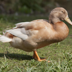 Buff Duck for sale