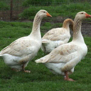 American Buff Geese For Sale