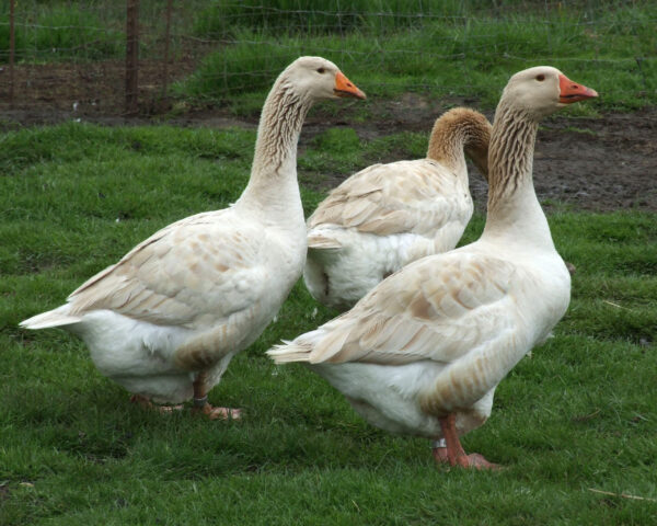 American Buff Geese For Sale