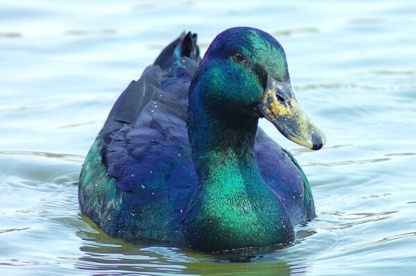 Buy Cayuga Duck For Sale