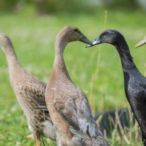 Chocolate Runner Duck for sale