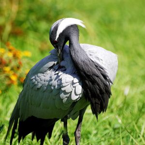 Demoiselle Crane For Sale