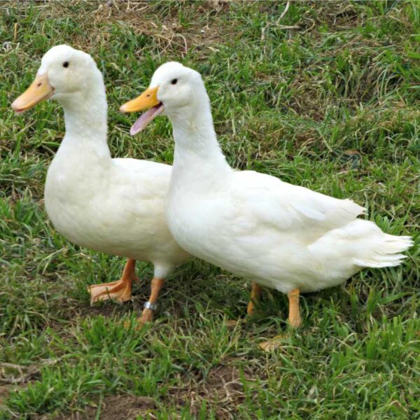 Duclair Duck For Sale Near Me