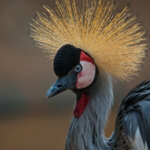 East African Crowned Crane For Sale