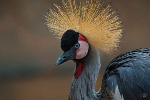 East African Crowned Crane For Sale