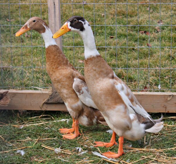 Fawn and White Runner Duck For Sale