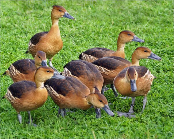 Fulvous Tree Duck For Sale