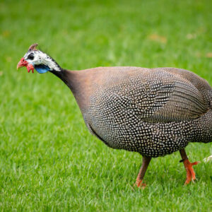 French guinea fowl chicks