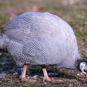 Guinea Fowl For Sale And Hatching Eggs