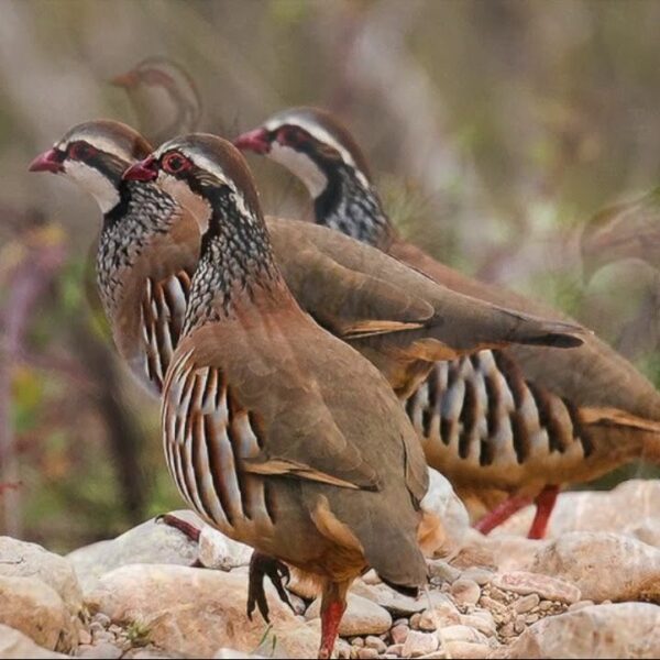 Juvenile Barbary Partridge For Sale