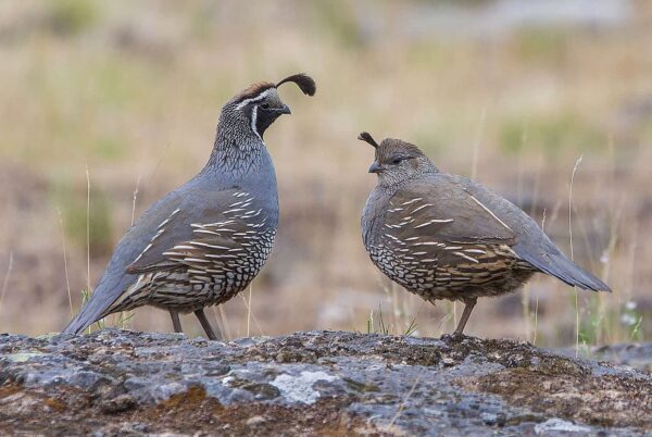 Juvenile Blue Scale Quail For Sale