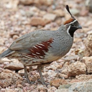 Juvenile Gambel Quail For Sale