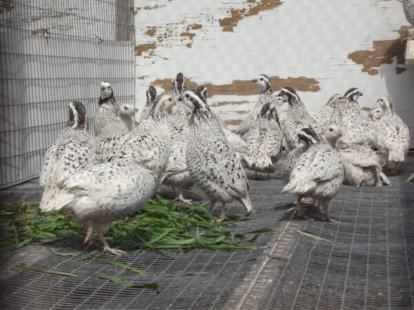 Juvenile Snowflake Bobwhite Quail For Sale