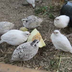 White Bobwhite Quail For Sale