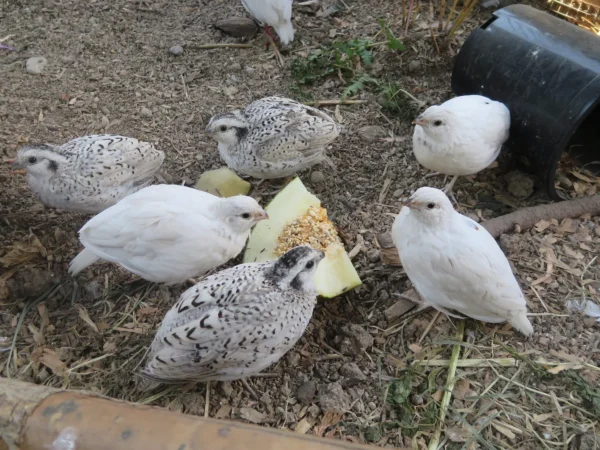 White Bobwhite Quail For Sale