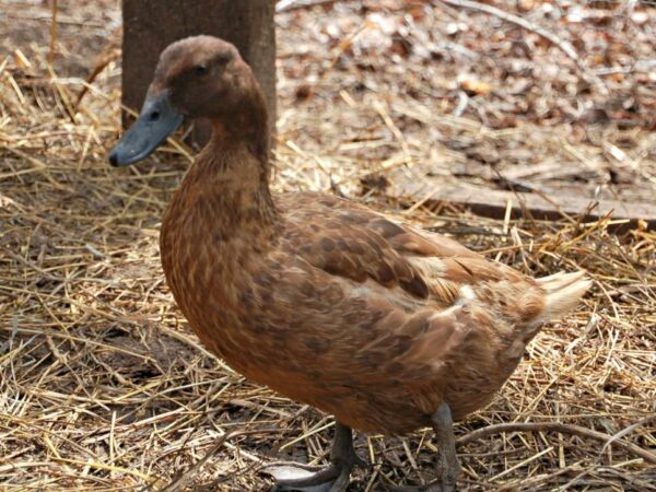 Khaki Campbell Duck For Sale