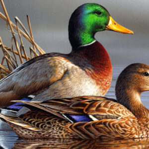 Mallard Ducks For Sale