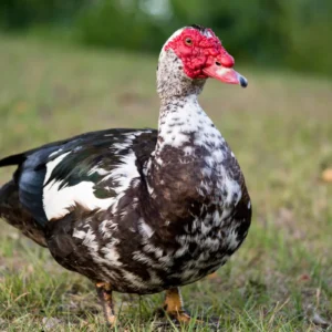 White Muscovy Duck For Sale