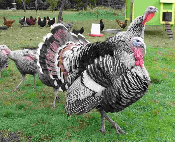 Buy Narragansett Turkeys For Sale Online