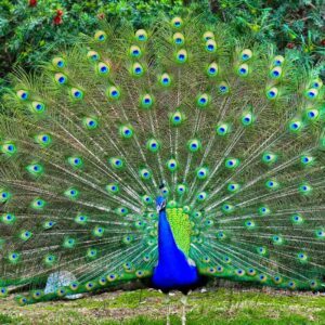 Buy Varieties PEAFOWL JUVENILE For Sale