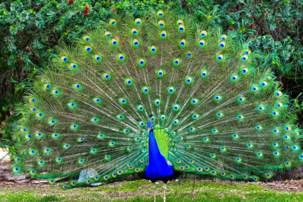 Buy Varieties PEAFOWL JUVENILE For Sale