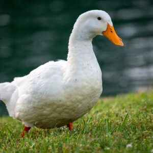 Buy Pekin Ducklings For Sale Cheap