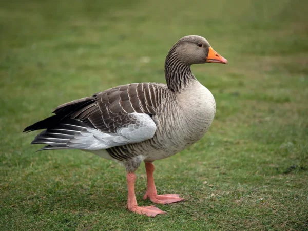 Pilgrim Geese For Sale Online