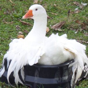 Sebastopol Geese For Sale